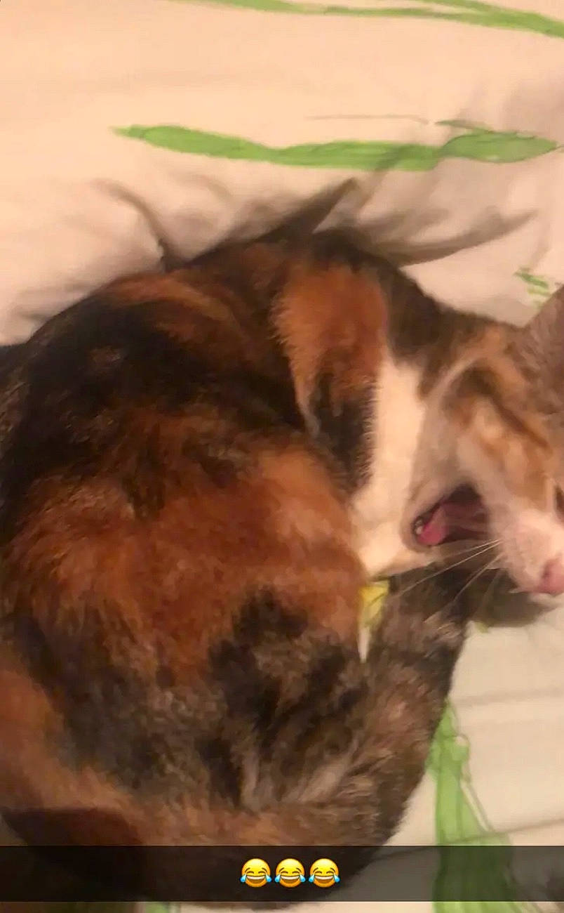 Akira participe au concours pour gagner de l'argent avec cette photo : carnivore, cat, domestic_short_haired_cat, european_shorthair, felidae, kitten, nap, photo_caption, sleep, small_to_medium_sized_cats, tail, whiskers