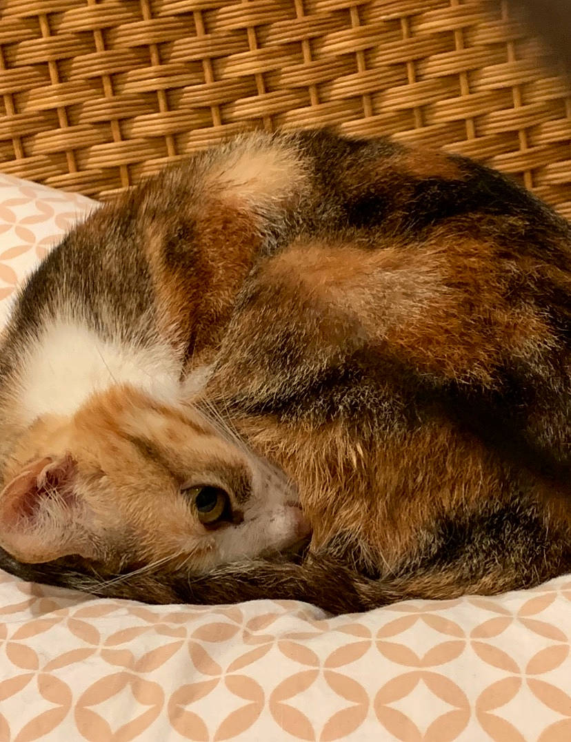 Akira a rejoint le concours — aidez-le/la à gagner de superbes lots ! carnivore, cat, cat_bed, domestic_short_haired_cat, european_shorthair, felidae, fur, kitten, nap, sleep, small_to_medium_sized_cats, snout, tabby_cat, whiskers