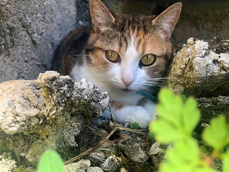 Akira participe au concours pour gagner de l'argent avec cette photo : aegean_cat, american_wirehair, asian, carnivore, cat, domestic_short_haired_cat, european_shorthair, eye, felidae, german_rex, grass, mammal, organism, plant, small_to_medium_sized_cats, snout, tabby_cat, whiskers, wild_cat, wildlife