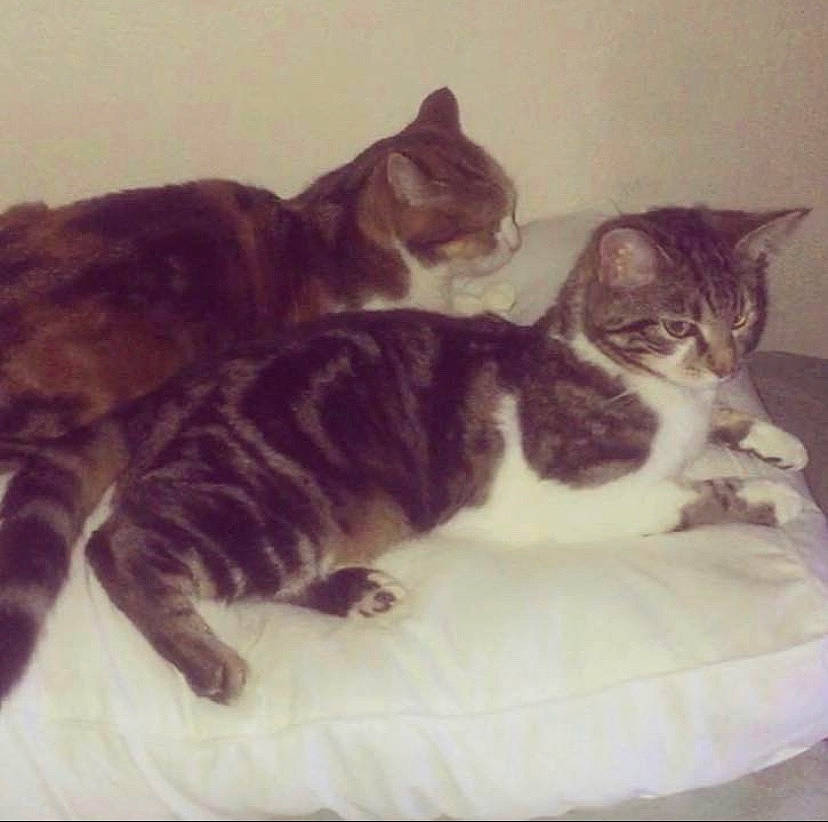 Asuna a rejoint le concours — aidez-le/la à gagner de superbes lots ! american_wirehair, asian, bed, carnivore, cat, domestic_short_haired_cat, dragon_li, european_shorthair, felidae, fur, german_rex, kitten, mammal, polydactyl_cat, small_to_medium_sized_cats, tabby_cat, tail, whiskers