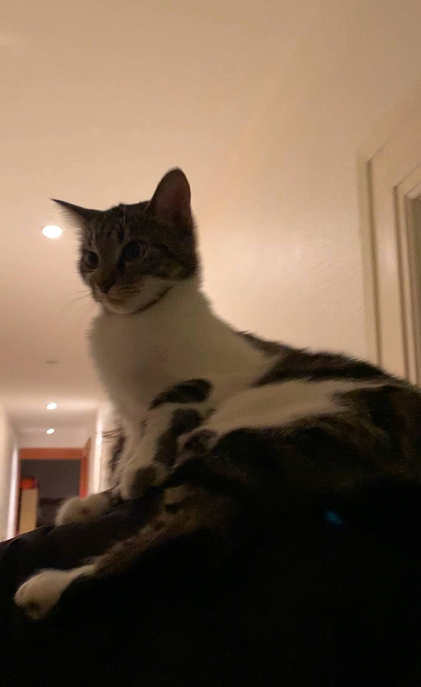 Asuna a rejoint le concours — aidez-le/la à gagner de superbes lots ! aegean_cat, asian, carnivore, cat, domestic_short_haired_cat, ear, european_shorthair, felidae, fur, kitten, mammal, small_to_medium_sized_cats, tabby_cat, tail, whiskers