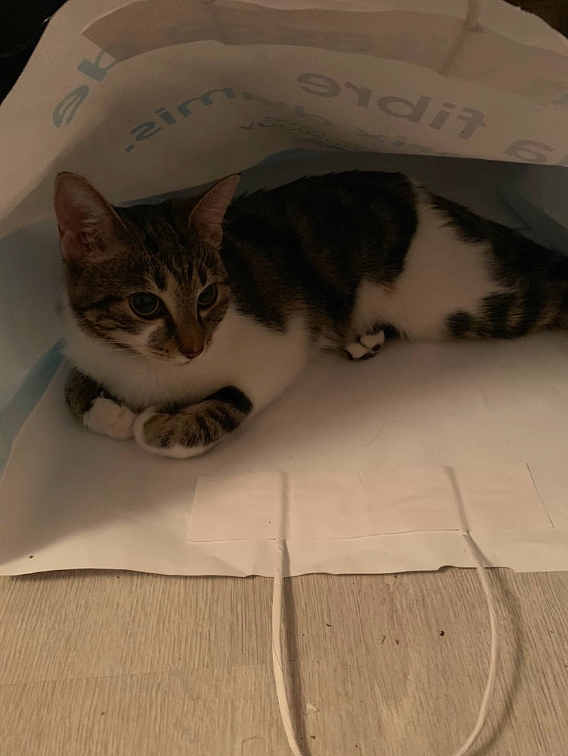 Asuna a rejoint le concours — aidez-le/la à gagner de superbes lots ! carnivore, cat, domestic_short_haired_cat, european_shorthair, felidae, fur, kitten, paper_product, small_to_medium_sized_cats, tail, whiskers