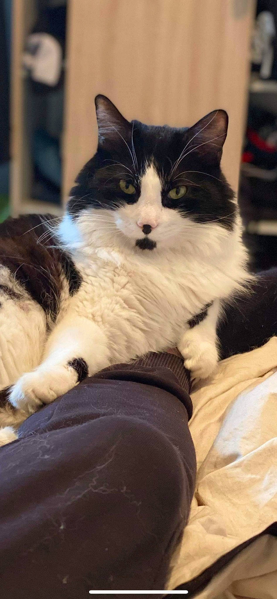 Minet participe au concours pour gagner de l'argent avec cette photo : carnivore, cat, claw, comfort, eye, felidae, foot, formal_wear, fur, sitting, small_to_medium_sized_cats, snout, tail, terrestrial_animal, whiskers