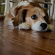 Lady is registered to the contest to win money with this photo: dog, indoor, wooden_floor, brown, white, pet, animal, floor, resting, lying_down, furniture, chair, domestic, canine, closeup, portrait, calm, cute, ears, snout