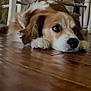 dog, indoor, wooden_floor, brown, white, pet, animal, floor, resting, lying_down, furniture, chair, domestic, canine, closeup, portrait, calm, cute, ears, snout