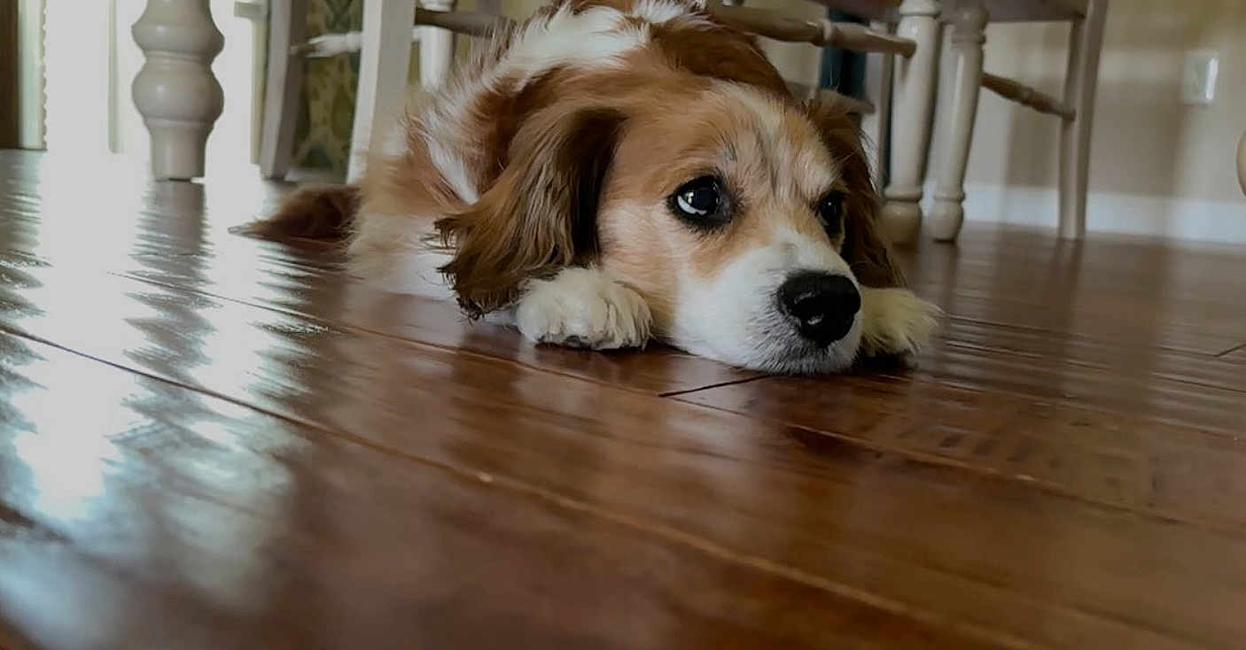 Lady is registered to the contest to win money with this photo: dog, indoor, wooden_floor, brown, white, pet, animal, floor, resting, lying_down, furniture, chair, domestic, canine, closeup, portrait, calm, cute, ears, snout