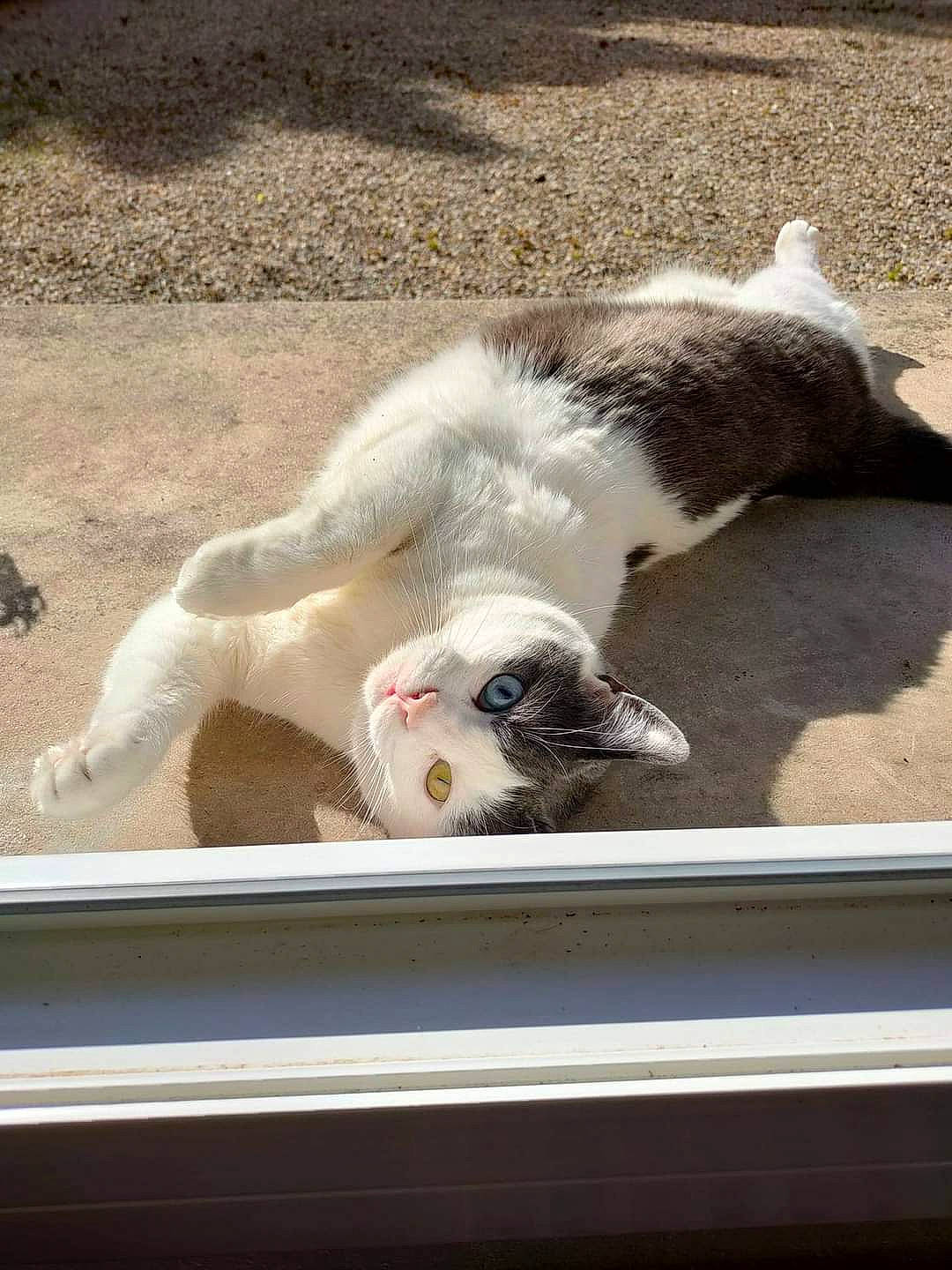 Mimine a rejoint le concours — aidez-le/la à gagner de superbes lots ! canidae, carnivore, cat, claw, companion_dog, dog_breed, domestic_short_haired_cat, fawn, felidae, fur, paw, seabird, small_to_medium_sized_cats, snout, sporting_group, tail, terrestrial_animal, whiskers, wildlife, window