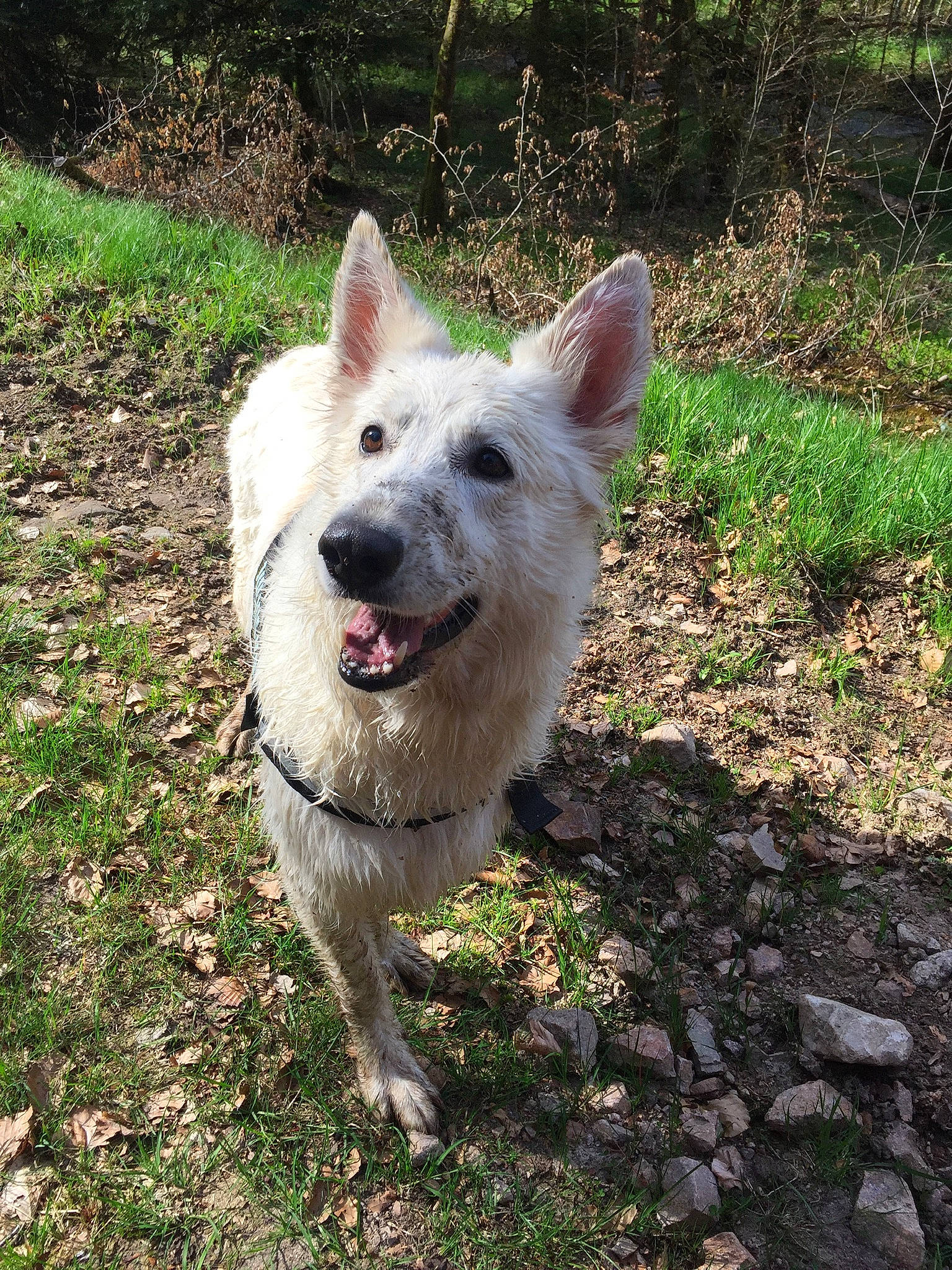 Jenna participe au concours pour gagner de l'argent avec cette photo : ancient_dog_breeds, carnivore, collar, companion_dog, dog, dog_breed, dog_supply, fang, fawn, grass, herding_dog, non_sporting_group, plant, snout, sporting_group, tail, terrestrial_animal, working_animal, working_dog
