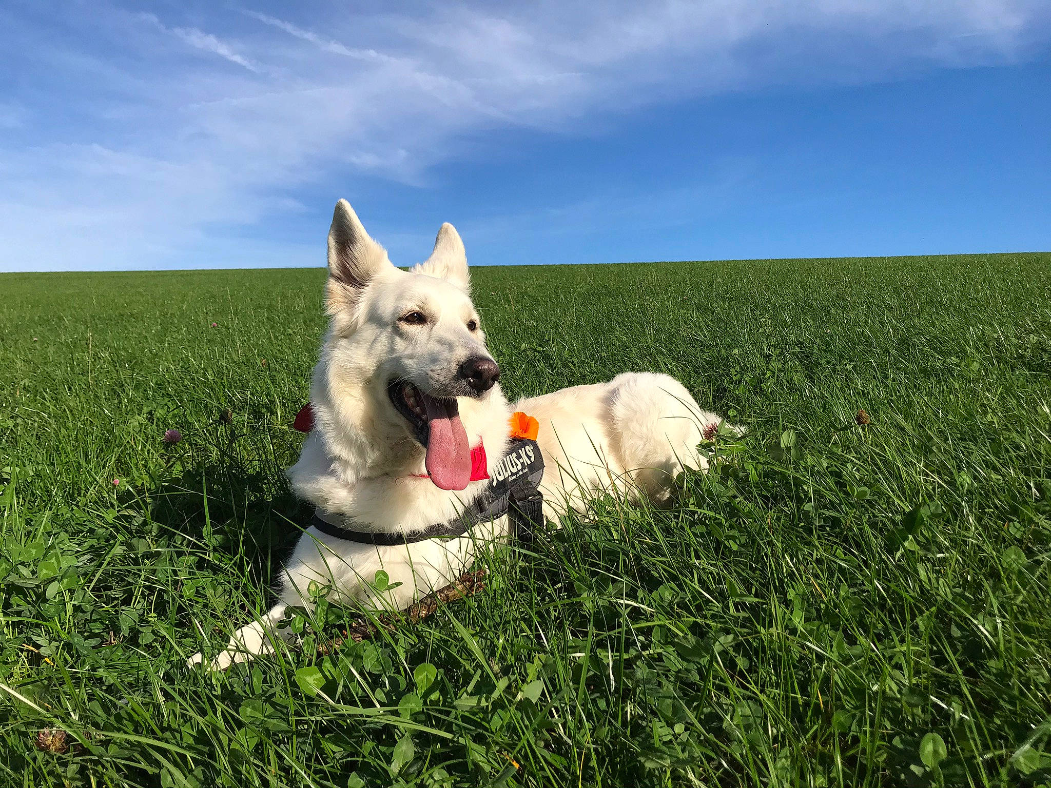Jenna participe au concours pour gagner de l'argent avec cette photo : carnivore, cloud, companion_dog, dog, dog_breed, fawn, field, grass, grassland, herding_dog, horizon, landscape, meadow, pasture, people_in_nature, plant, prairie, sky, working_animal, working_dog