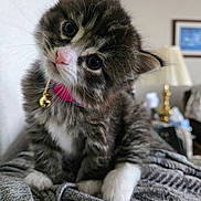 Ruby is registered to the contest to win money with this photo: kitten, cat, pet, cute, fluffy, collar, bell, gray_blanket, indoor, curious, head_tilt, feline, whiskers, paws, soft_fur, domestic_animal, young_animal, close_up, cozy, home_interior