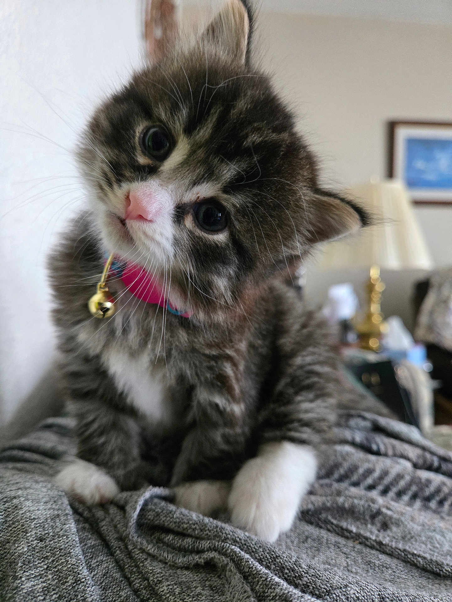 Ruby is registered to the contest to win money with this photo: kitten, cat, pet, cute, fluffy, collar, bell, gray_blanket, indoor, curious, head_tilt, feline, whiskers, paws, soft_fur, domestic_animal, young_animal, close_up, cozy, home_interior