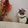 cat, domestic_cat, collar, dried_flowers, flower_arrangement, white_wall, indoor, pet, feline, curious, texture, plant, nature, closeup, side_view, animal, household, decor, still_life, calm