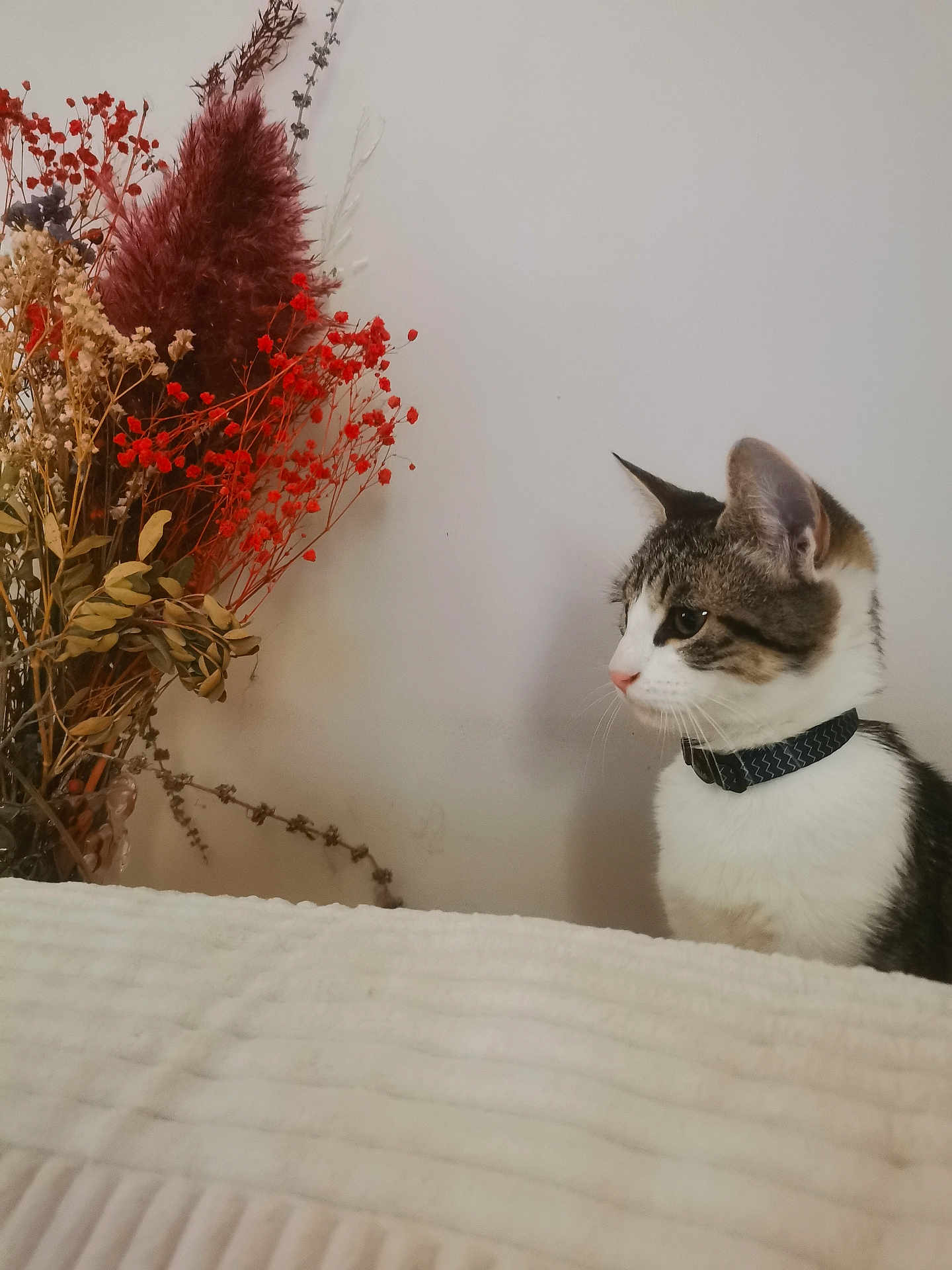 Mayto participe au concours pour gagner de l'argent avec cette photo : cat, domestic_cat, collar, dried_flowers, flower_arrangement, white_wall, indoor, pet, feline, curious, texture, plant, nature, closeup, side_view, animal, household, decor, still_life, calm