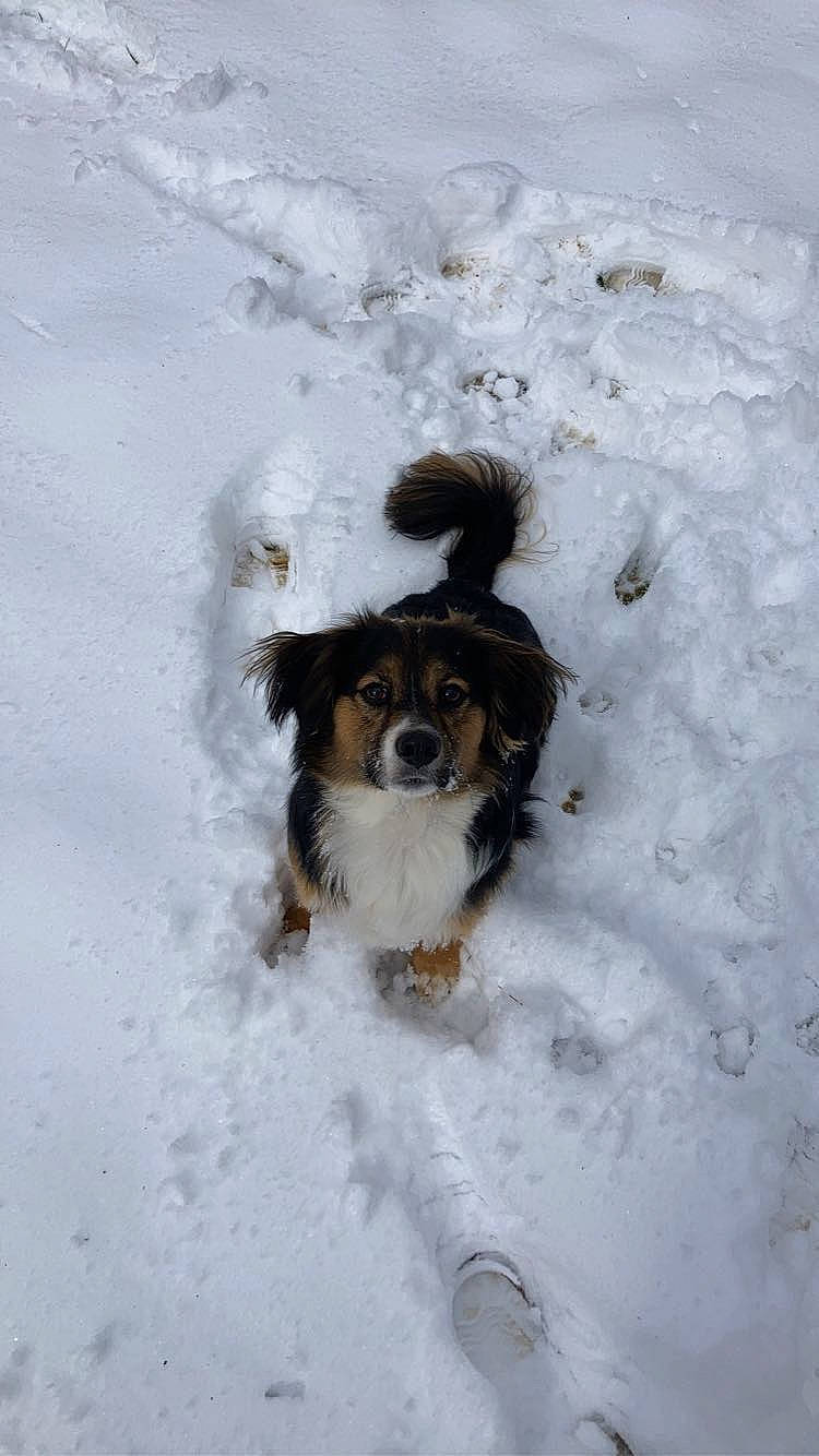 Rover joined the competition — help win amazing prizes! carnivore, companion_dog, dog, dog_breed, dog_clothes, freezing, fur, hunting_dog, precipitation, snow, spaniel, sporting_group, terrier, toy, toy_dog, watch, winter, working_animal, working_dog