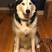 Nanook is registered to the contest to win money with this photo: dog, siberian_husky, husky, pet, animal, blue_eyes, fluffy, black_and_white, sitting, panting, open_mouth, collar, indoors, hardwood_floor, rug, fireplace, cardboard_box, pet_bowls, portrait, home