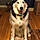 Nanook