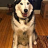 dog, siberian_husky, husky, pet, animal, blue_eyes, fluffy, black_and_white, sitting, panting, open_mouth, collar, indoors, hardwood_floor, rug, fireplace, cardboard_box, pet_bowls, portrait, home