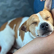 Rocky participe au concours pour gagner de l'argent avec cette photo : animal, beagle, blanket, boxer, bulldog, canine, dog, frenchbulldog, hound, labradorretriever, person, pet, pitbull, puppy, sleeping, snout