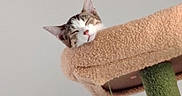 Marah a rejoint le concours — aidez-le/la à gagner de superbes lots ! carpeted, cat, cat_tree, close_up, cozy, ears, green, home, indoor, kitten, pink_nose, platform, pom_pom, portrait, resting, scratching_post, sleepy, tabby, toy, white_fur