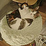 Marah a rejoint le concours — aidez-le/la à gagner de superbes lots ! animal, calico_cat, cat_bed, cat_tree, cats, cozy, cuddling, ears, felines, fluffy_bed, green_eyes, home, indoor, pet, pet_toy, sleeping, tabby_cat, two_cats, whiskers, wooden_floor