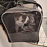 Marah participe au concours pour gagner de l'argent avec cette photo :  домашний_питомец, animal, blanket, carrier, cat, chair, curious, feline, furniture, gray, indoors, mesh, pet, pet_carrier, portrait, sitting, tiled_floor, transportation, travel, white