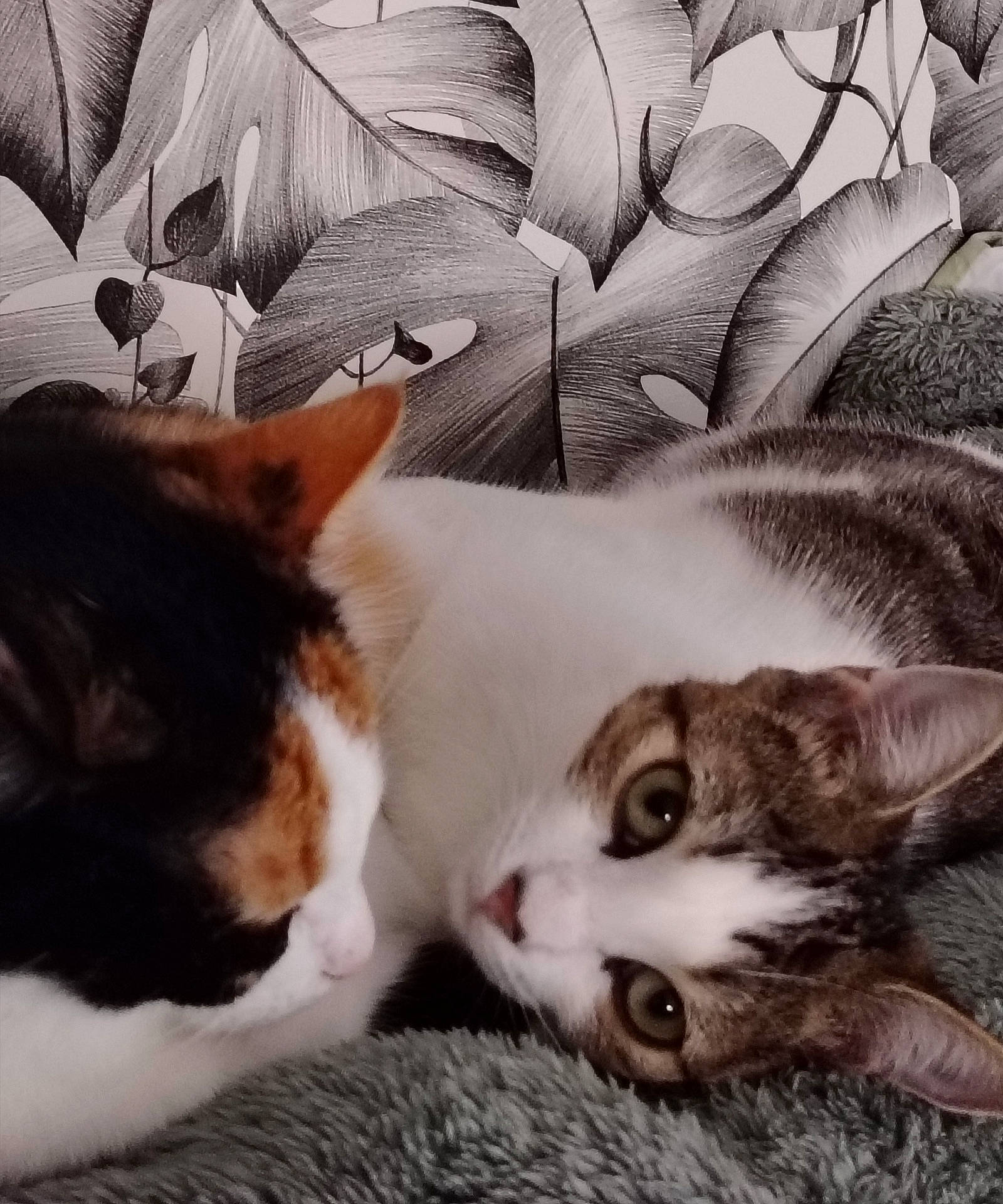 animal, blanket, calico, cat, cats, closeup, cozy, curious, ears, feline, fur, home, indoor, pet, portrait, resting, sleepy, snuggling, tabby, whiskers