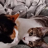 Marah a rejoint le concours — aidez-le/la à gagner de superbes lots ! cat, cats, feline, pet, snuggling, blanket, cozy, indoor, closeup, fur, animal, portrait, resting, curious, whiskers, ears, tabby, calico, sleepy, home