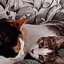 cat, cats, feline, pet, snuggling, blanket, cozy, indoor, closeup, fur, animal, portrait, resting, curious, whiskers, ears, tabby, calico, sleepy, home