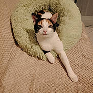Kats participe au concours pour gagner de l'argent avec cette photo : cat, calico_cat, pet, animal, feline, portrait, indoors, cozy, fuzzy_bed, donut_bed, blanket, carpet, relaxed, sitting, lying_down, white_fur, orange_fur, black_fur, green, whiskers