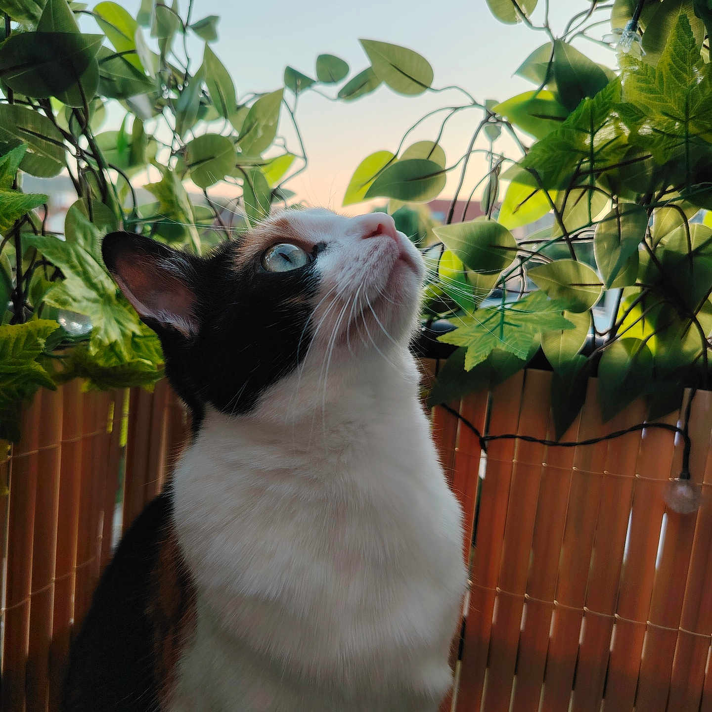 Kats