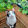 Kats a rejoint le concours — aidez-le/la à gagner de superbes lots ! cat, calico_cat, pet, animal, sitting, portrait, wide_eyes, green_eyes, whiskers, white_fur, black_fur, orange_fur, balcony, plants, leaves, vines, string_lights, wooden_chair, outdoor, close_up