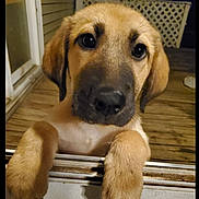 Rukus is registered to the contest to win money with this photo: adorable, animal, begging, brown_fur, close_up, curious, cute, dog, ears, face, indoors, lattice_fence, looking, nose, paws, pet, puppy, snout, wooden_deck, young_dog