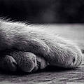 Pattes V.