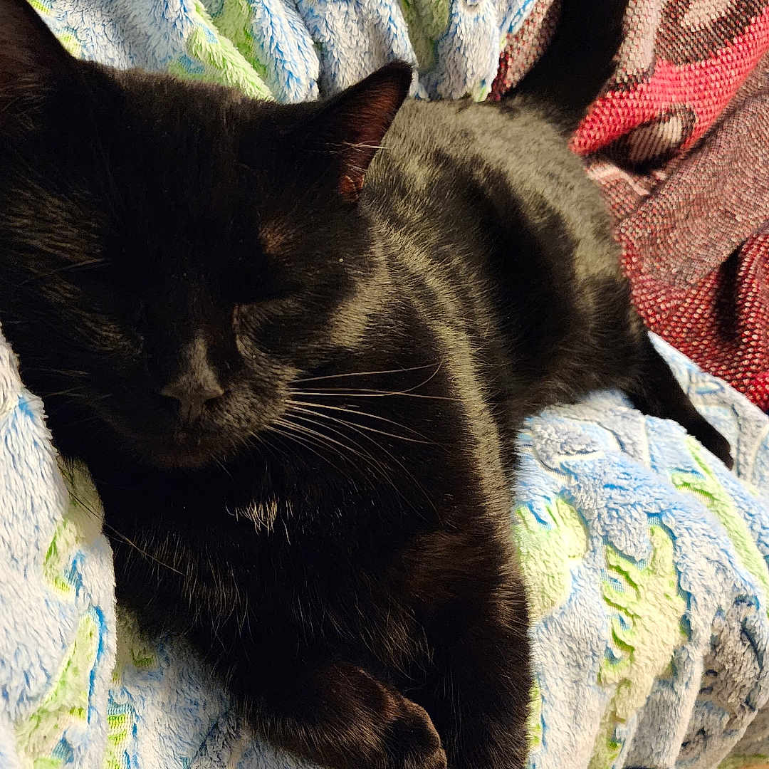 Lil Shit is registered to the contest to win money with this photo: abyssinian, animal, bed, bedroom, blackcat, blanket, cat, couch, furniture, homedecor, indoors, kitten, laundry, linen, manx, pet, quilt, room, towel