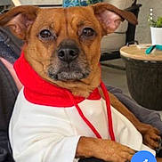 Scooby is registered to the contest to win money with this photo: dog, brown_dog, hoodie, white_hoodie, red_hoodie, pet, indoor, chair, furniture, relaxed, closeup, portrait, ears, snout, animal, canine, paw, seated, domestic_animal, cute