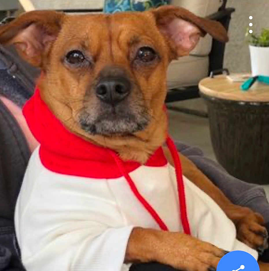 Scooby is registered to the contest to win money with this photo: dog, brown_dog, hoodie, white_hoodie, red_hoodie, pet, indoor, chair, furniture, relaxed, closeup, portrait, ears, snout, animal, canine, paw, seated, domestic_animal, cute