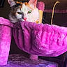 cat, calico_cat, pet, feline, green_eyes, pink_nose, whiskers, animal_portrait, close_up, sitting, lounging, cat_tree, scratching_post, purple, pink, fluffy, indoors, bell_collar, play_string, cute