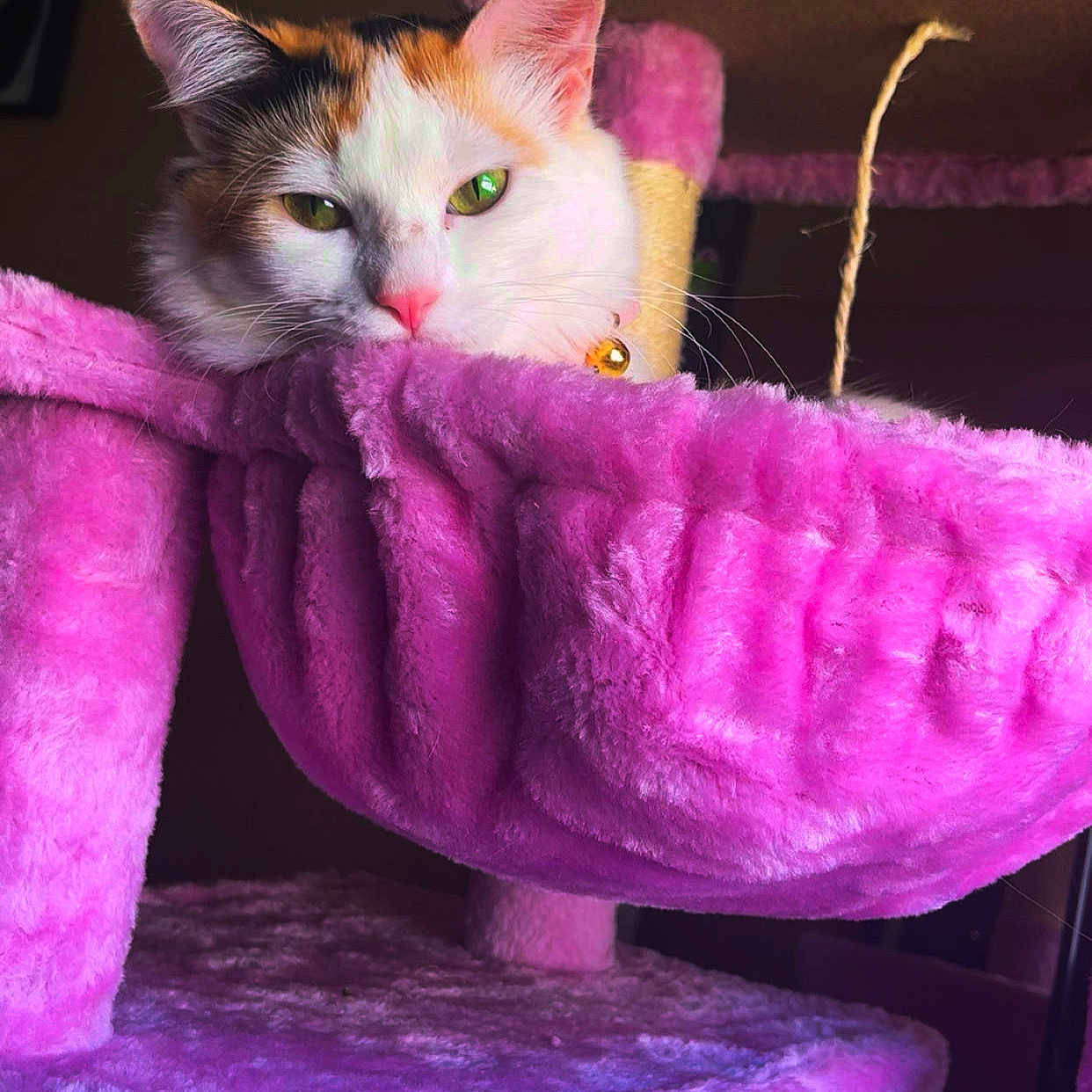 Pretty Girl is registered to the contest to win money with this photo: cat, calico_cat, pet, feline, green_eyes, pink_nose, whiskers, animal_portrait, close_up, sitting, lounging, cat_tree, scratching_post, purple, pink, fluffy, indoors, bell_collar, play_string, cute