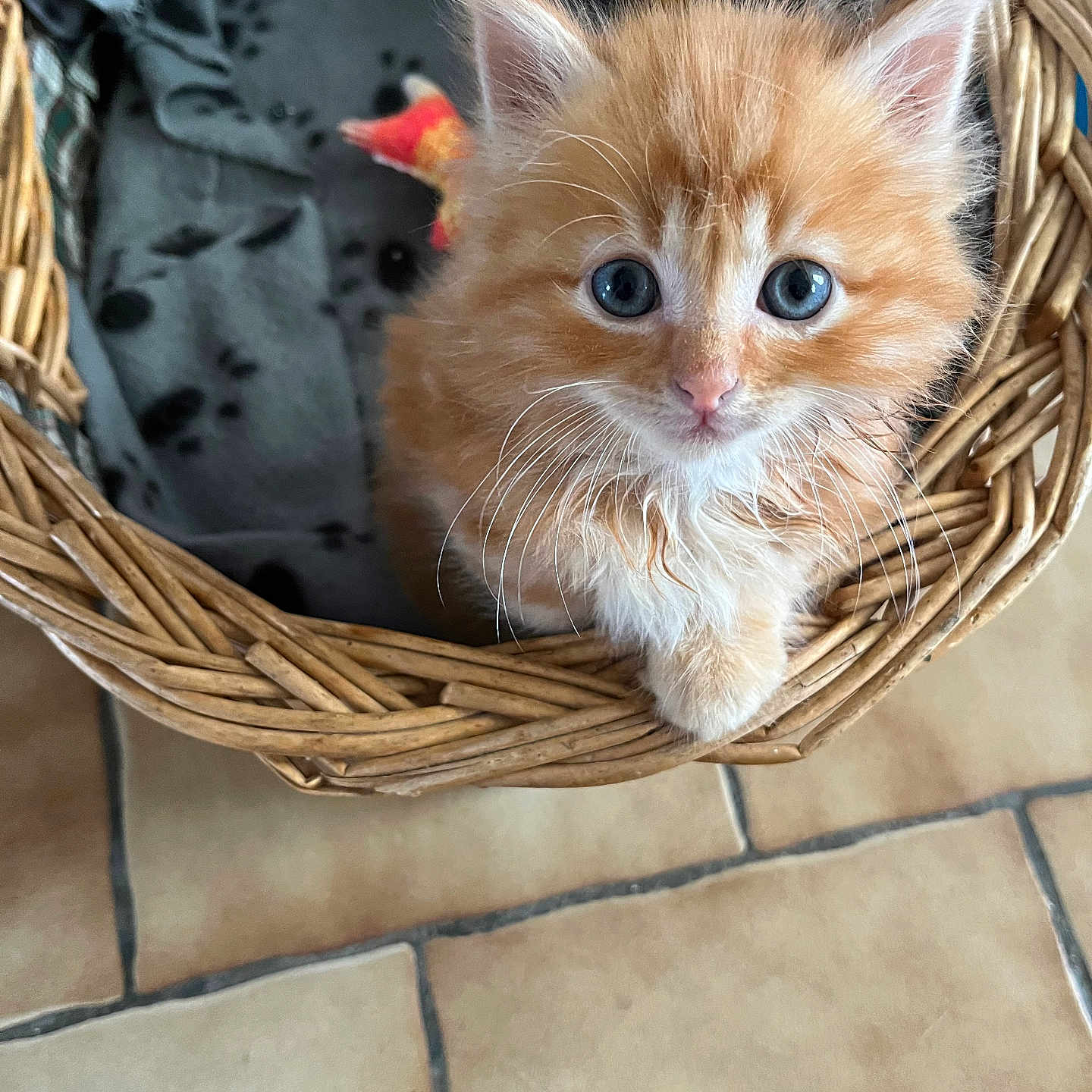 Caramel participe au concours pour gagner de l'argent avec cette photo : blanket, blue_eyes, cat, cozy, cute, domestic_animal, feline, floor_tiles, fluffy, fur, indoors, kitten, looking_up, orange_cat, paw_print, pet, small, whiskers, wicker_basket, young_animal