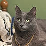 Gibson joined the competition — help win amazing prizes! cat, gray_cat, green_eyes, gold_chain, feline, pet, indoor, blanket, wooden_furniture, cozy, portrait, animal, domestic_animal, fur, close_up, cute, relaxed, soft_focus, household, mammal