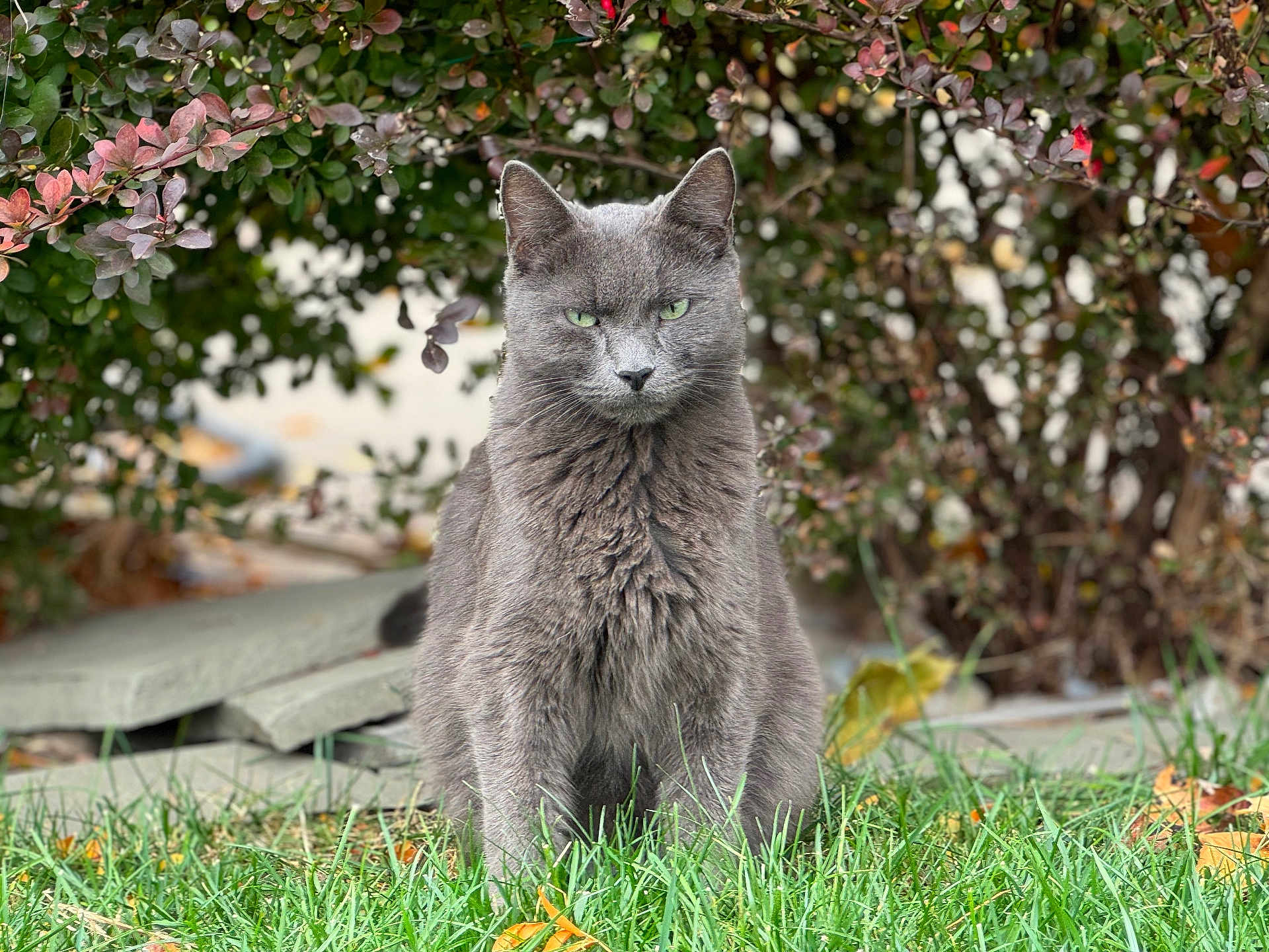 Gibson joined the competition — help win amazing prizes! cat, gray_cat, grass, green_eyes, outdoor, bushes, leaves, nature, animal, pet, feline, sitting, fur, portrait, mammal, whiskers, alert, daylight, closeup, beauty