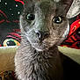 Gibson joined the competition — help win amazing prizes! cat, gray_cat, close_up, wide_eyes, whiskers, fur, pet, animal, indoor, colorful_background, artistic, patterned, curious, portrait, feline, domestic_cat, close_range, vibrant_colors, face, nose
