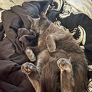 Gibson joined the competition — help win amazing prizes! cat, gray_cat, sleeping, bed, blanket, cozy, paws, fur, pet, indoor, relaxed, cute, animal, feline, resting, soft, comfort, home, domestic, nap