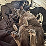 cat, gray_cat, sleeping, bed, blanket, cozy, paws, fur, pet, indoor, relaxed, cute, animal, feline, resting, soft, comfort, home, domestic, nap