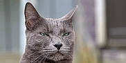 Gibson joined the competition — help win amazing prizes! cat, gray_cat, green_eyes, whiskers, outdoor, animal, pet, feline, closeup, portrait, fur, looking_away, blurred_background, nature, domestic_cat, cute, mammal, whiskers_visible, alert, sitting