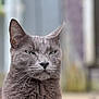 cat, gray_cat, green_eyes, whiskers, outdoor, animal, pet, feline, closeup, portrait, fur, looking_away, blurred_background, nature, domestic_cat, cute, mammal, whiskers_visible, alert, sitting