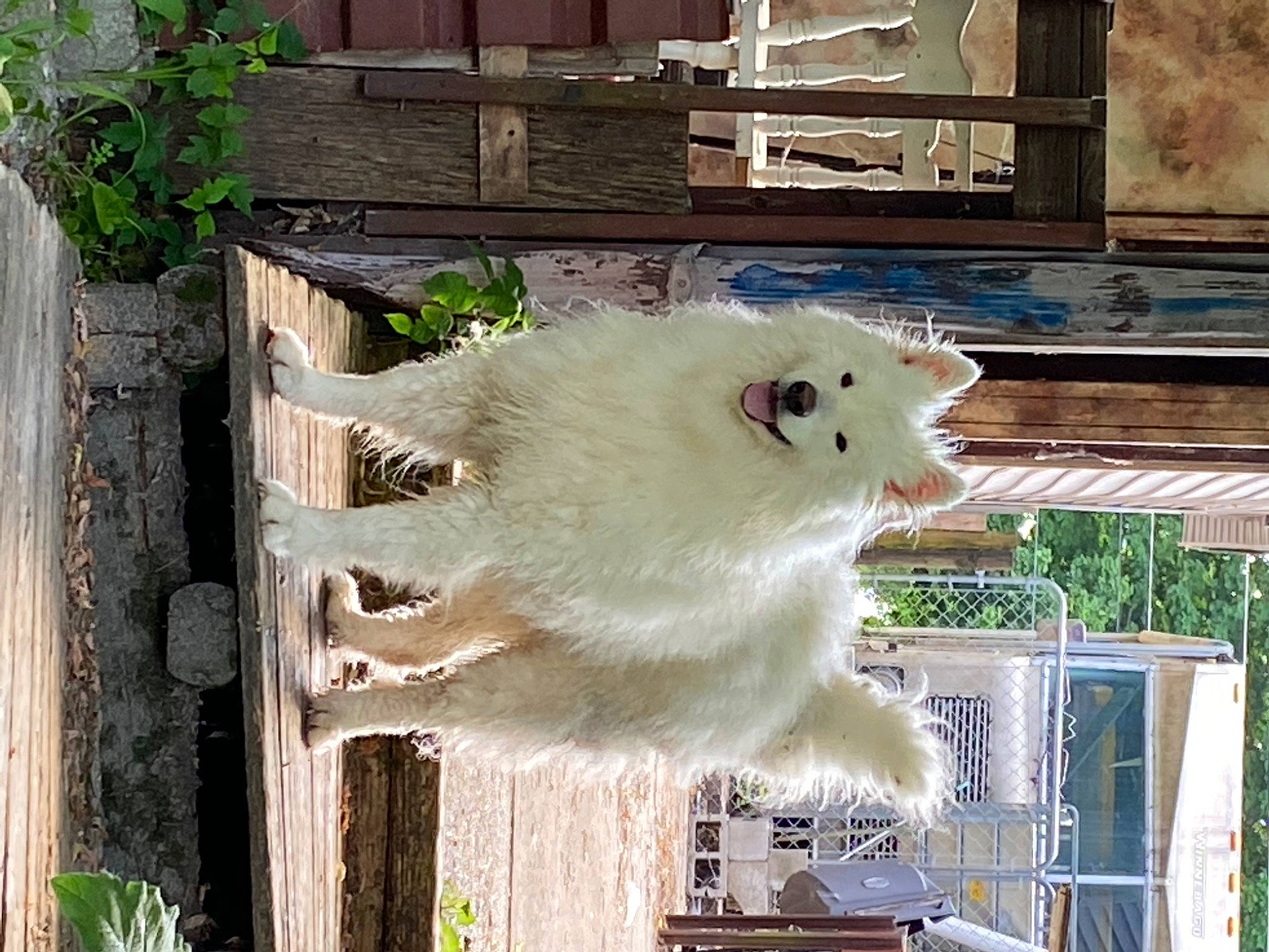 Hoosier joined the competition — help win amazing prizes! canidae, carnivore, cat, fawn, felidae, japanese_spitz, mammal, samoyed, small_to_medium_sized_cats, turkish_angora, whiskers