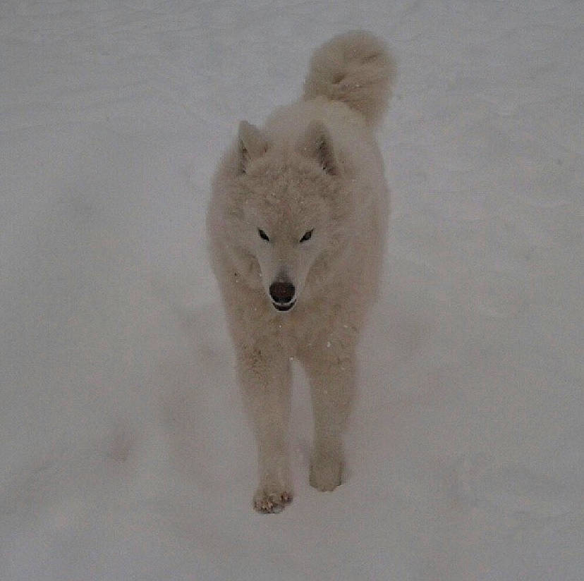 Hoosier joined the competition — help win amazing prizes! american_eskimo_dog, arctic, berger_blanc_suisse, canadian_eskimo_dog, canidae, canis, canis_lupus_tundrarum, carnivore, dog, dog_breed, greenland_dog, kishu, mammal, non_sporting_group, rare_breed_dog, samoyed, snow, vertebrate