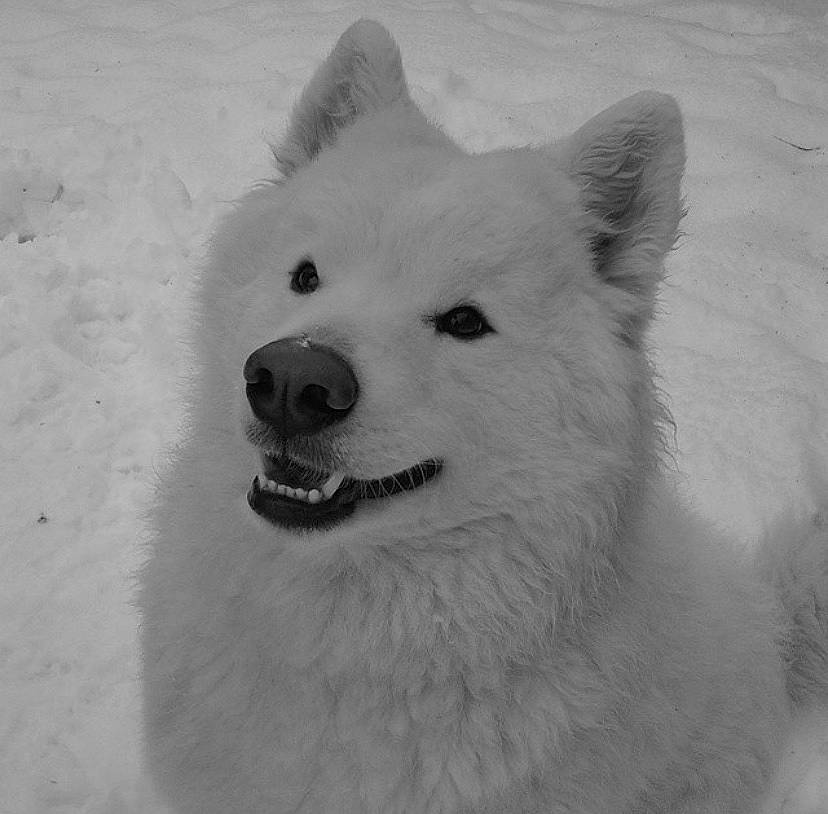Hoosier is registered to the contest to win money with this photo: akita, american_eskimo_dog, berger_blanc_suisse, canadian_eskimo_dog, canidae, carnivore, dog, dog_breed, greenland_dog, indian_spitz, kishu, korean_jindo_dog, mammal, rare_breed_dog, samoyed, snow, vertebrate, volpino_italiano, white, white_shepherd