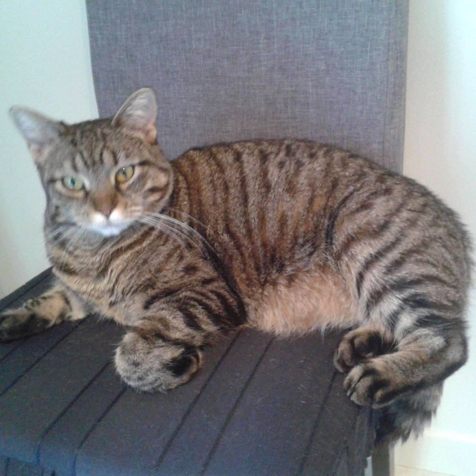 éclipse a rejoint le concours — aidez-le/la à gagner de superbes lots ! bombay, carnivore, cat, comfort, domestic_short_haired_cat, fawn, felidae, fur, grey, mammal, paw, sitting, small_to_medium_sized_cats, snout, tail, terrestrial_animal, vertebrate, whiskers